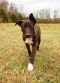 . RHONDA SHIPLEY (Discounted adoption fee of $150 - Dark dog special) .
