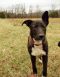 . RHONDA SHIPLEY (Discounted adoption fee of $150 - Dark dog special) .