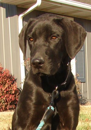 . BIG MAC BURTON (Black Dog Special $150) .