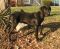 . BIG MAC BURTON (Black Dog Special $150) .