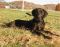 . BIG MAC BURTON (Black Dog Special $150) .