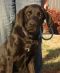 . BIG MAC BURTON (Black Dog Special $150) .