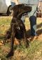 . BIG MAC BURTON (Black Dog Special $150) .