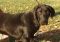 . BIG MAC BURTON (Black Dog Special $150) .