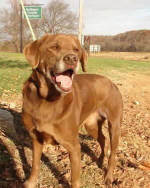 . TEDDY TWO (one lucky dog, luckier if you call to adopt him) .