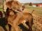 . TEDDY TWO (one lucky dog, luckier if you call to adopt him) .