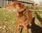. TEDDY TWO (one lucky dog, luckier if you call to adopt him) .