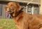 . TEDDY TWO (one lucky dog, luckier if you call to adopt him) .