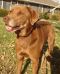 . TEDDY TWO (one lucky dog, luckier if you call to adopt him) .