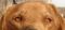 . TEDDY TWO (one lucky dog, luckier if you call to adopt him) .