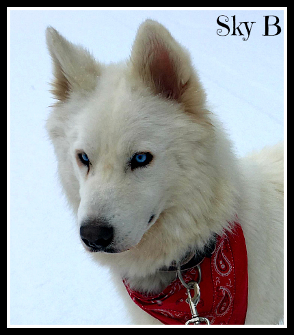 . Sky B .