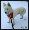 . Sky B .