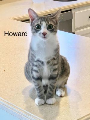 . Howard .