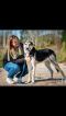 . Altay Russian Saluki Shep .