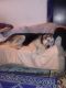. Altay Russian Saluki Shep .