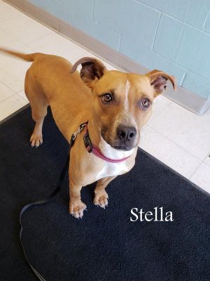 . Stella(Tiramasu) .