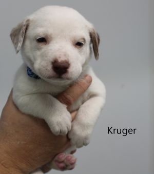 . Kruger .