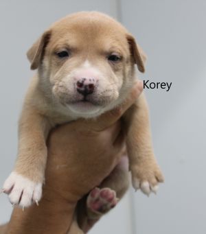 . Korey .