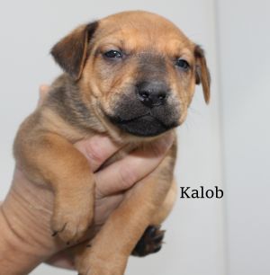 . Kalob .