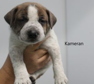 . Kameran .