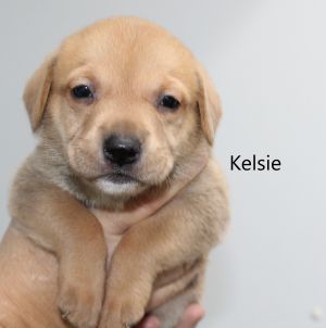 . Kelsie .
