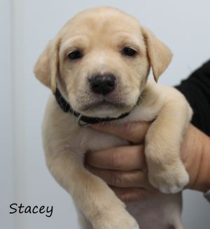 . Stacey .