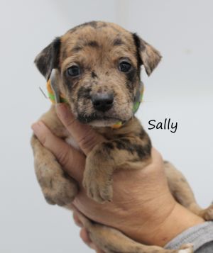 . Sally .