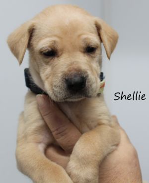 . Shellie .