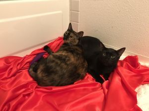 . Sweet Lady and Coal, bonded pair .