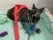 . Sweet Lady and Coal, bonded pair .