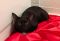 . Sweet Lady and Coal, bonded pair .