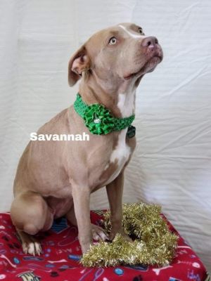 . Savannah .