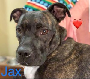 . JAX .