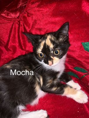 . Mocha .