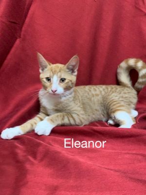 . Eleanor .