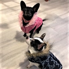 . Lola and Milo .