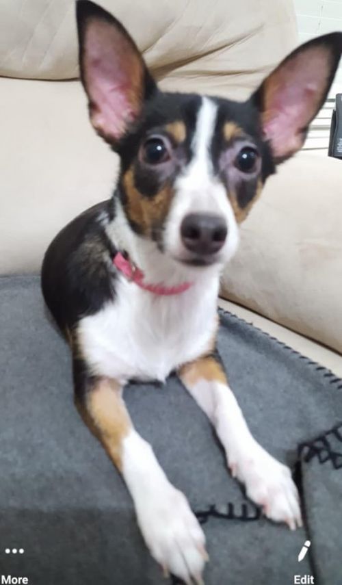 Available Dogs « Toy Fox Terrier Rescue, Inc.