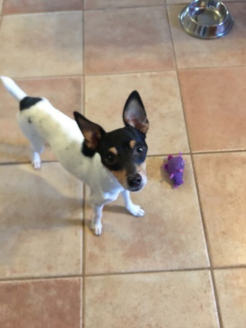 Available Dogs « Toy Fox Terrier Rescue, Inc.