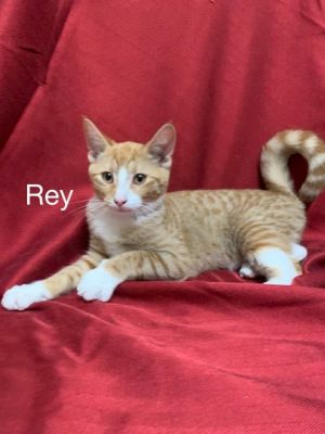 . Ray .