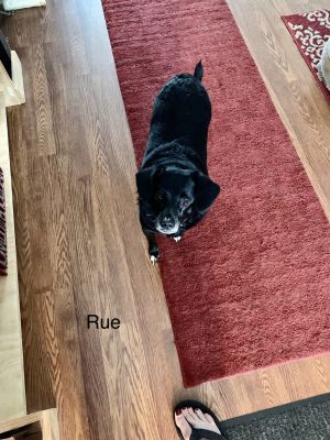 . Rue - COMING SOON .