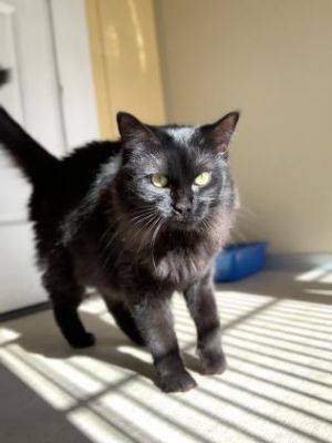. J.K. Meowling .