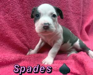 . Spades .