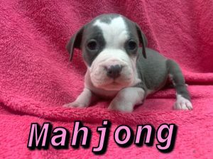 . Mahjong .