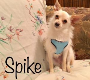. Spike .