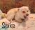 . Spike .