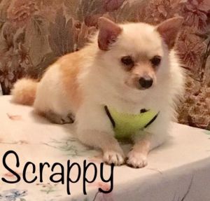 . Scrappy .