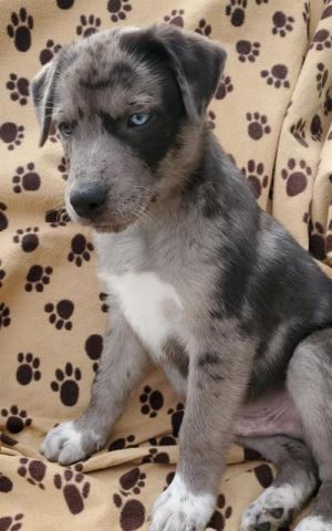 . Enzo .