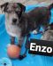 . Enzo .