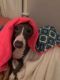 . Leo ***Adoption Pending*** .