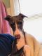 . Leo ***Adoption Pending*** .